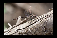 PhotoID: AusDr534. Turquoise Tigertail (Austrosynthemis cyanitincta) - male