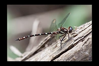 PhotoID: AusDr535. Turquoise Tigertail (Austrosynthemis cyanitincta) - male