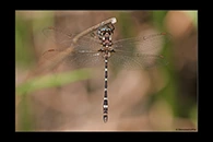 PhotoID: AusDr560. Turquoise Tigertail (Austrosynthemis cyanitincta) - male
