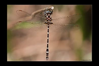 PhotoID: AusDr562. Turquoise Tigertail (Austrosynthemis cyanitincta) - male