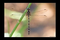 PhotoID: AusDr609. Turquoise Tigertail (Austrosynthemis cyanitincta) - male