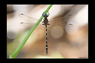 PhotoID: AusDr610. Turquoise Tigertail (Austrosynthemis cyanitincta) - male