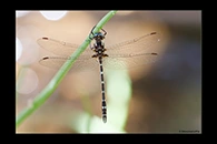 PhotoID: AusDr611. Turquoise Tigertail (Austrosynthemis cyanitincta) - male
