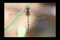 PhotoID: AusDr612. Turquoise Tigertail (Austrosynthemis cyanitincta) - male