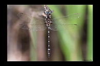PhotoID: AusDr613. Turquoise Tigertail (Austrosynthemis cyanitincta) - male