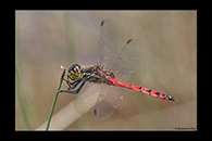 PhotoID: AusDr628. Swamp Flat-Tail (Austrothemis nigrescens) - male