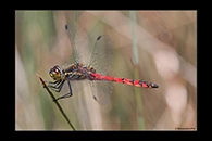 PhotoID: AusDr629. Swamp Flat-Tail (Austrothemis nigrescens) - male