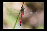 PhotoID: AusDr632. Swamp Flat-Tail (Austrothemis nigrescens) - male