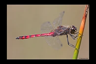 PhotoID: AusDr634. Swamp Flat-Tail (Austrothemis nigrescens) - male