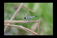 PhotoID: AusDr280. Palemouth (Brachydiplax denticauda) - male