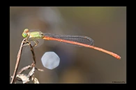 PhotoID: AusDa281. Redtail (Ceriagrion aeruginosum) - male