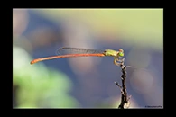 PhotoID: AusDa282. Redtail (Ceriagrion aeruginosum) - male