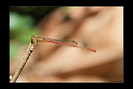 PhotoID: AusDa283. Redtail (Ceriagrion aeruginosum) - male