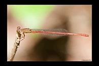 PhotoID: AusDa284. Redtail (Ceriagrion aeruginosum) - male