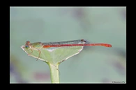 PhotoID: AusDa285. Redtail (Ceriagrion aeruginosum) - male