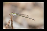 PhotoID: AusDa286. Redtail (Ceriagrion aeruginosum) - female