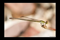 PhotoID: AusDa287. Redtail (Ceriagrion aeruginosum) - female