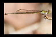 PhotoID: AusDa288. Redtail (Ceriagrion aeruginosum) - female