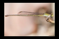 PhotoID: AusDa289. Redtail (Ceriagrion aeruginosum) - female