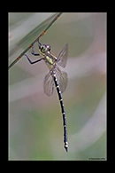 PhotoID: AusDr378. Yellow-Tipped Tigertail (Choristhemis flavoterminata) - male