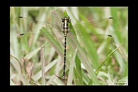 PhotoID: AusDr381. Yellow-Tipped Tigertail (Choristhemis flavoterminata) - female
