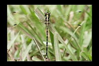 PhotoID: AusDr382. Yellow-Tipped Tigertail (Choristhemis flavoterminata) - female