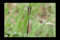 PhotoID: AusDr383. Yellow-Tipped Tigertail (Choristhemis flavoterminata) - female
