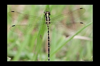 PhotoID: AusDr384. Yellow-Tipped Tigertail (Choristhemis flavoterminata) - female