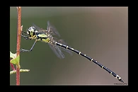 PhotoID: AusDr392. Yellow-Tipped Tigertail (Choristhemis flavoterminata) - male