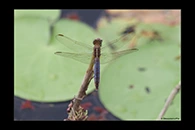 PhotoID: AusDr299. Black-Headed Skimmer (Crocothemis nigrifrons) - female