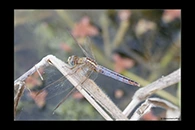 PhotoID: AusDr300. Black-Headed Skimmer (Crocothemis nigrifrons) - female