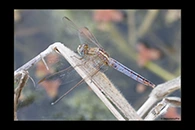 PhotoID: AusDr301. Black-Headed Skimmer (Crocothemis nigrifrons) - female