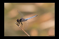 PhotoID: AusDr408. Black-Headed Skimmer (Crocothemis nigrifrons) - male