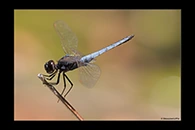 PhotoID: AusDr409. Black-Headed Skimmer (Crocothemis nigrifrons) - male