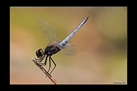 PhotoID: AusDr410. Black-Headed Skimmer (Crocothemis nigrifrons) - male
