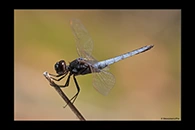 PhotoID: AusDr411. Black-Headed Skimmer (Crocothemis nigrifrons) - male