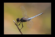 PhotoID: AusDr412. Black-Headed Skimmer (Crocothemis nigrifrons) - male
