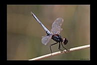 PhotoID: AusDr460. Black-Headed Skimmer (Crocothemis nigrifrons) - male
