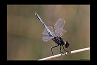 PhotoID: AusDr461. Black-Headed Skimmer (Crocothemis nigrifrons) - male