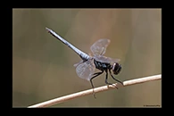 PhotoID: AusDr462. Black-Headed Skimmer (Crocothemis nigrifrons) - male