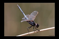 PhotoID: AusDr463. Black-Headed Skimmer (Crocothemis nigrifrons) - male