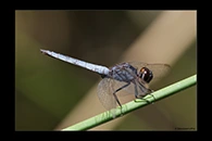 PhotoID: AusDr464. Black-Headed Skimmer (Crocothemis nigrifrons) - male