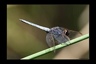 PhotoID: AusDr465. Black-Headed Skimmer (Crocothemis nigrifrons) - male