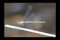 PhotoID: AusDa121. Sapphire Rockmaster (Diphlebia coerulescens) - female