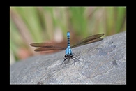 PhotoID: AusDa123. Sapphire Rockmaster (Diphlebia coerulescens) - male