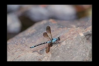 PhotoID: AusDa124. Sapphire Rockmaster (Diphlebia coerulescens) - male