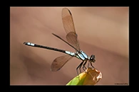 PhotoID: AusDa309. Tropical Rockmaster (Diphlebia euphoeoides) - male