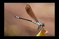 PhotoID: AusDa310. Tropical Rockmaster (Diphlebia euphoeoides) - male