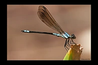 PhotoID: AusDa311. Tropical Rockmaster (Diphlebia euphoeoides) - male