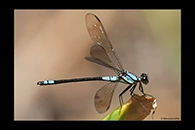 PhotoID: AusDa312. Tropical Rockmaster (Diphlebia euphoeoides) - male